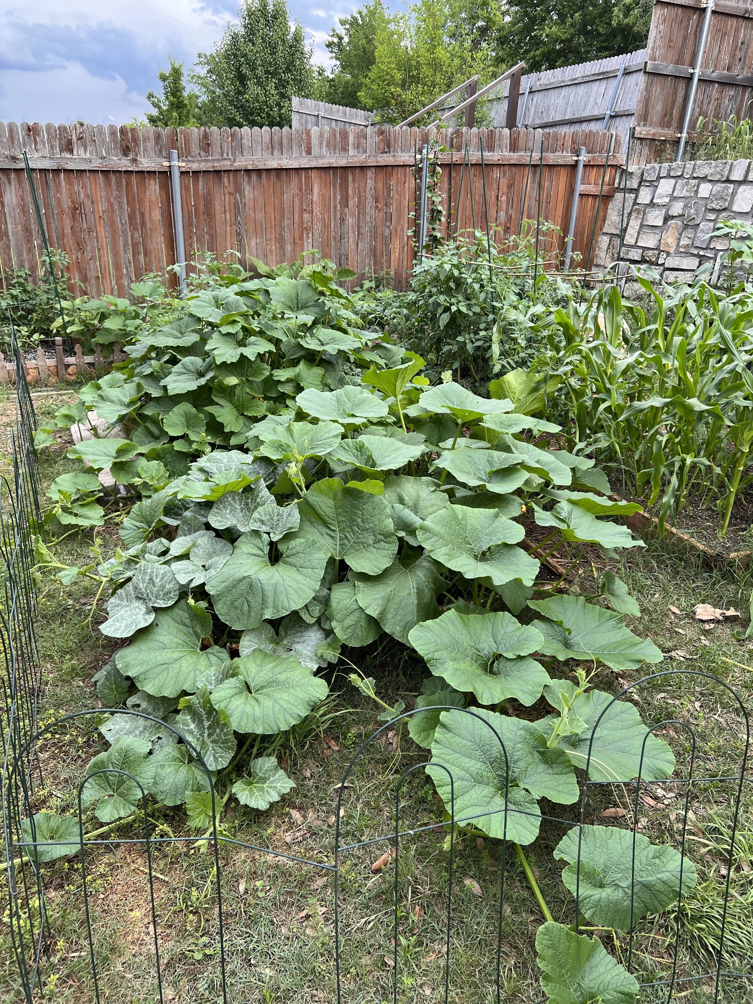 The original backyard garden where it all began