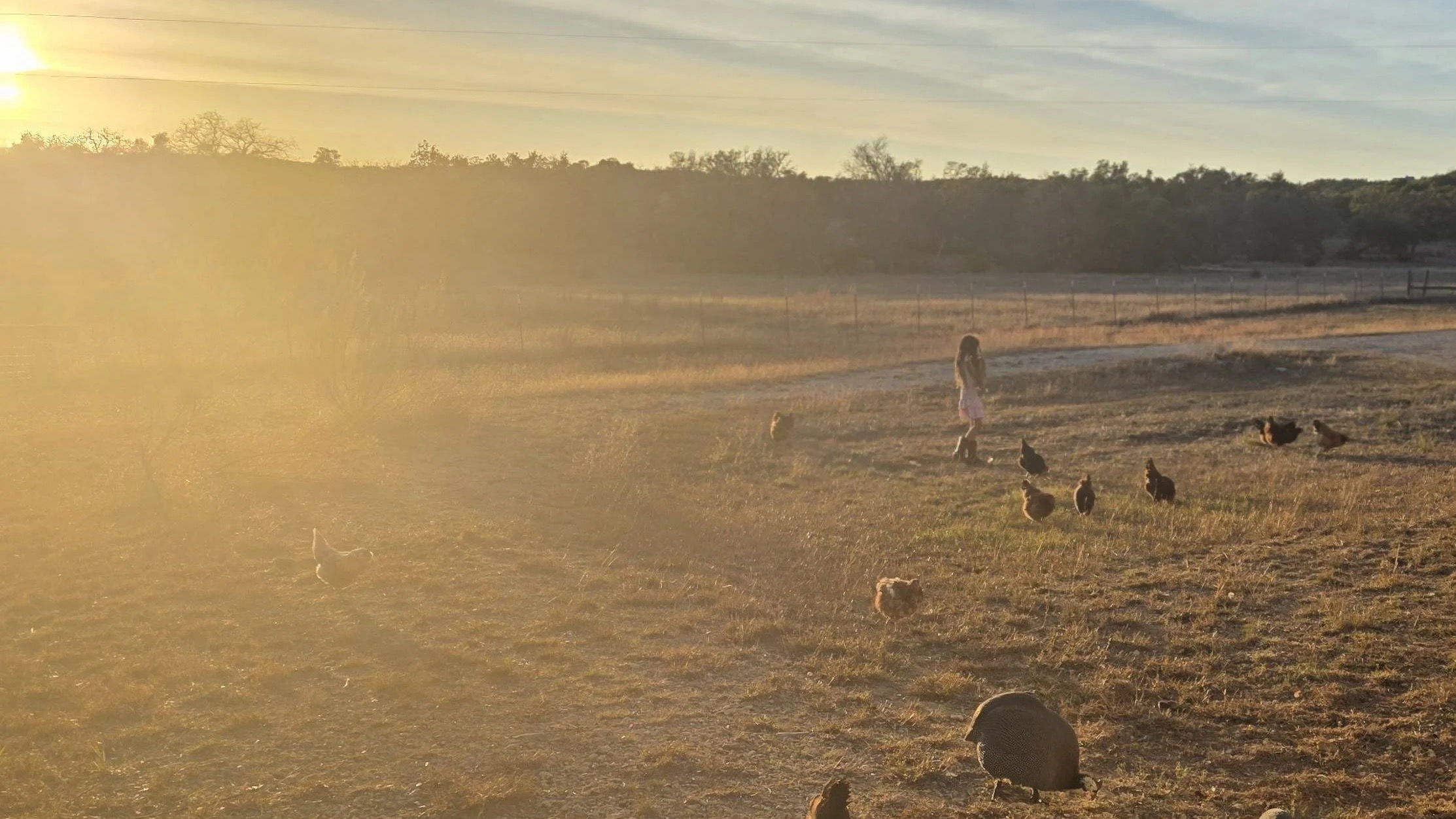 Happy animals on pasture
