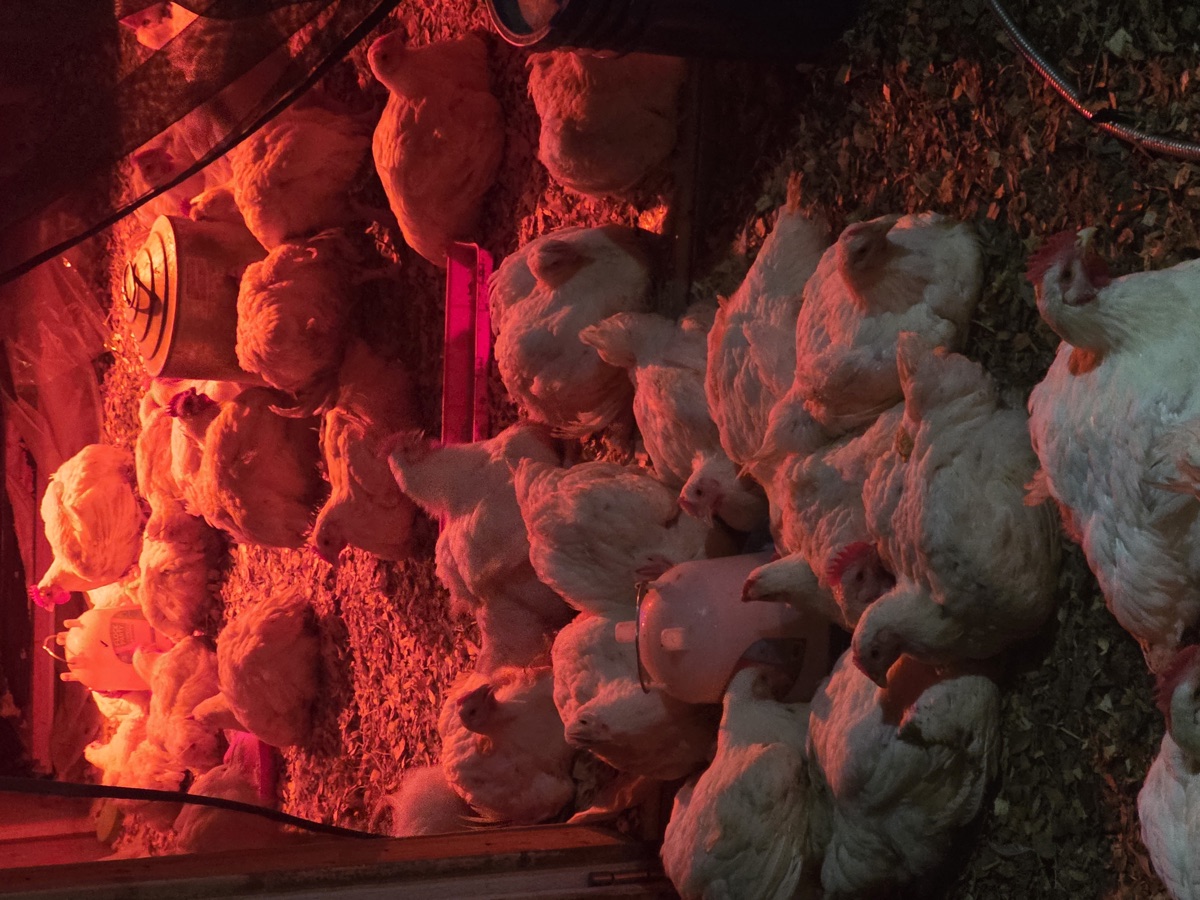 Broiler chickens under heat lamps on the farm