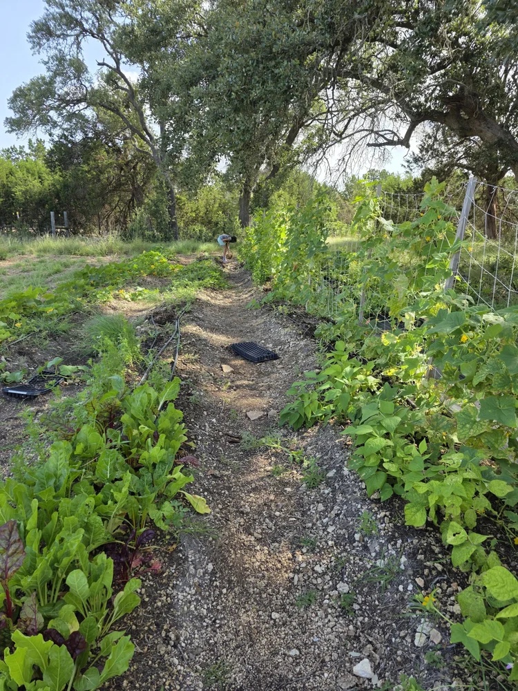 Rows of crops growing in the field