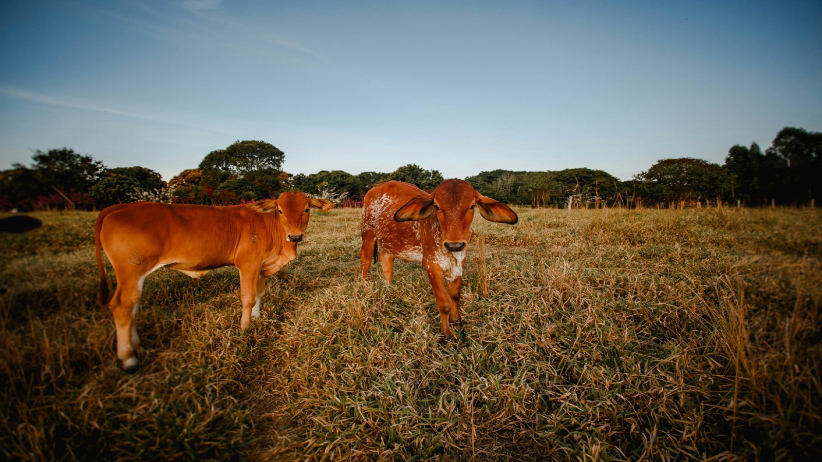 Two cattle grazing on the farm
