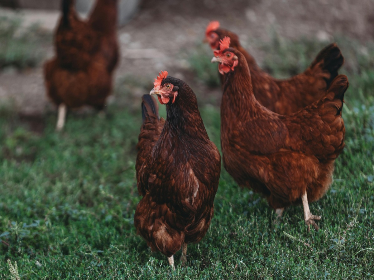 Pasture-raised hens roaming freely on the farm